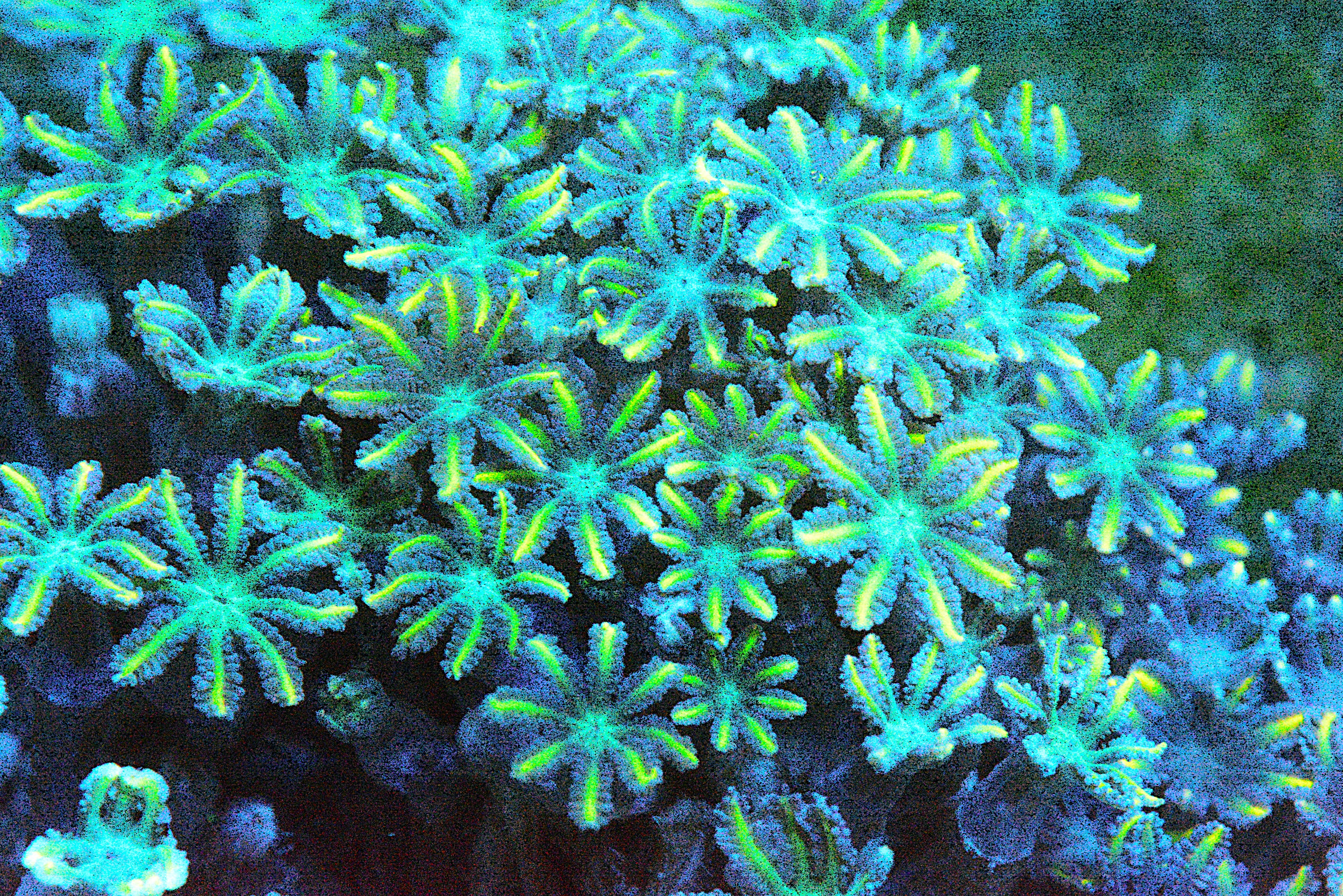 Firework Clove Polyp