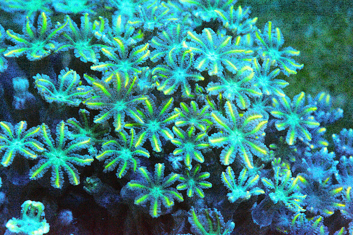 Firework Clove Polyp – Aquatic Cove
