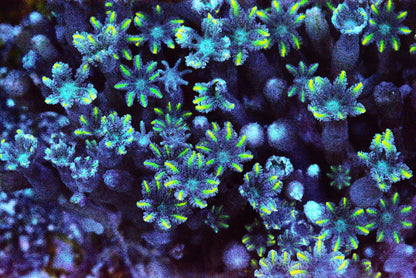 Firework Clove Polyp