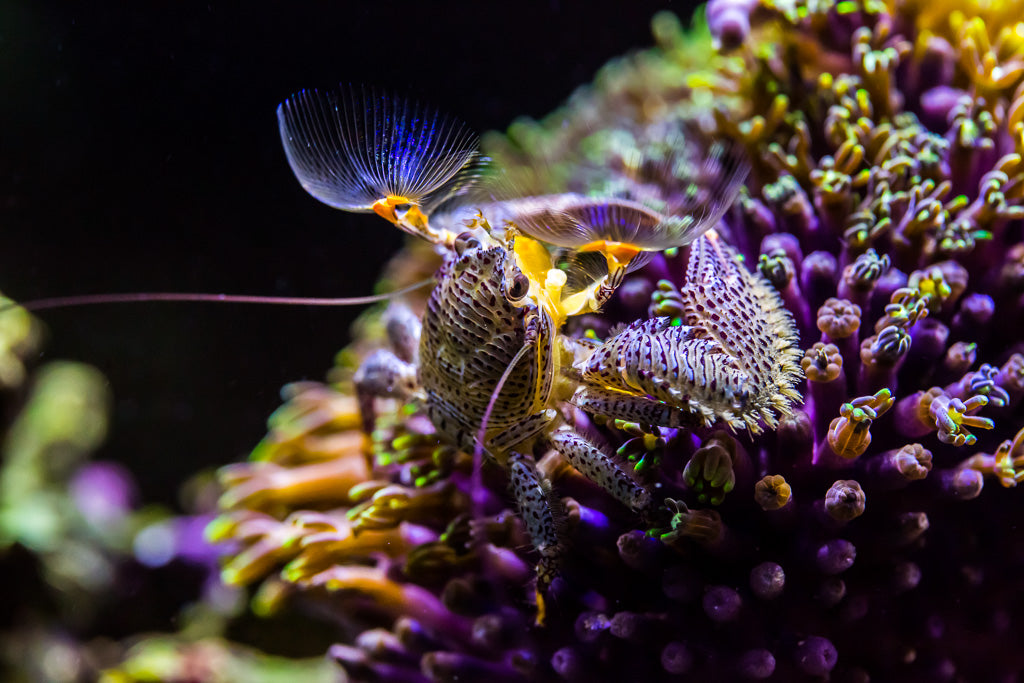 Porcelain Crab