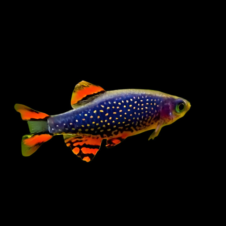 Galaxy Rasbora