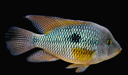 Pearl Geophagus