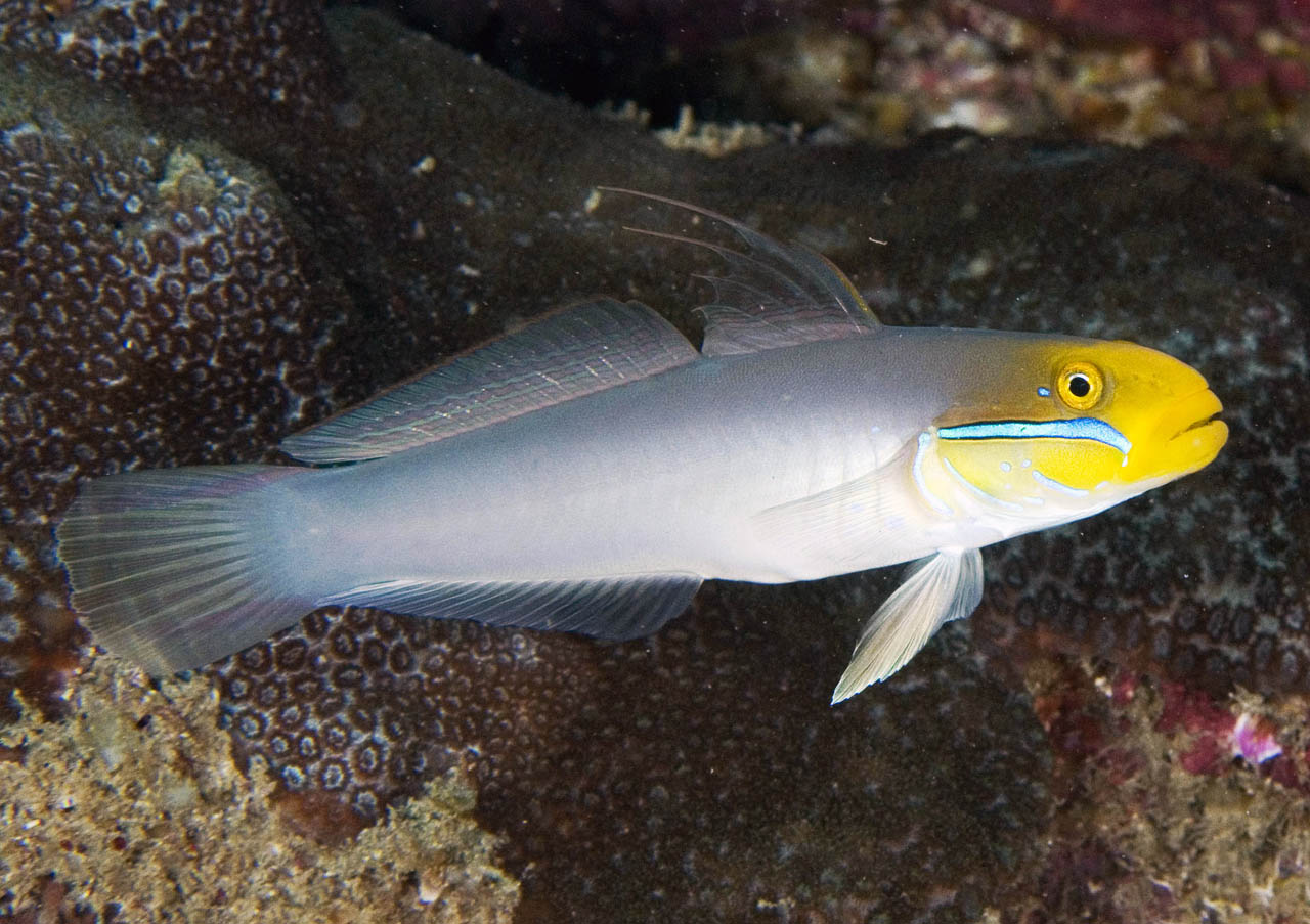 Golden Head Sleeper Goby
