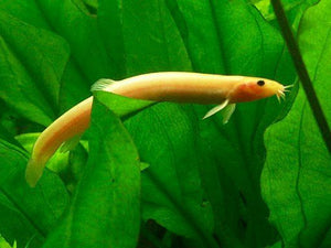 Gold Dojo Loach