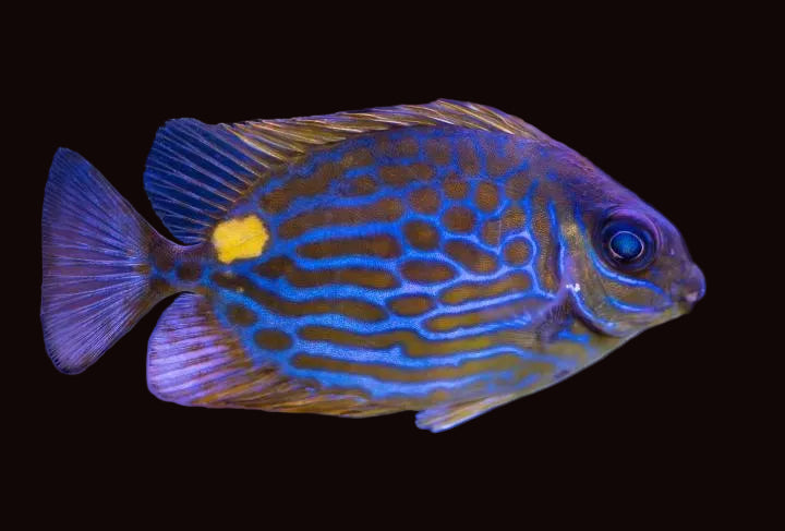 Goldline Rabbitfish Captive-bred