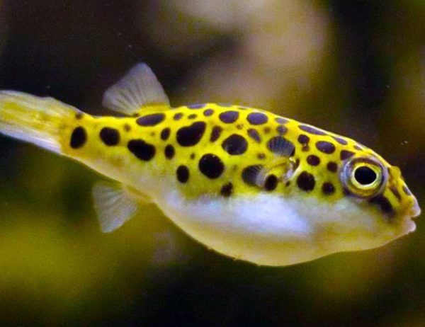 Leopard Puffer