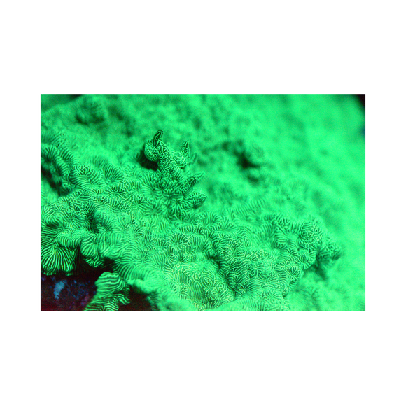Neon Green Leptoseris - Frag