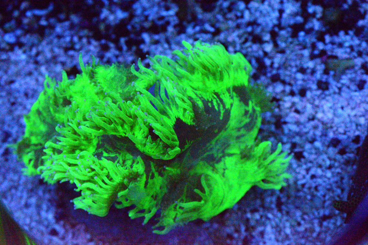 Highlighter Elegance Coral  - WYSIWYG
