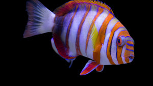 Harlequin Tusk