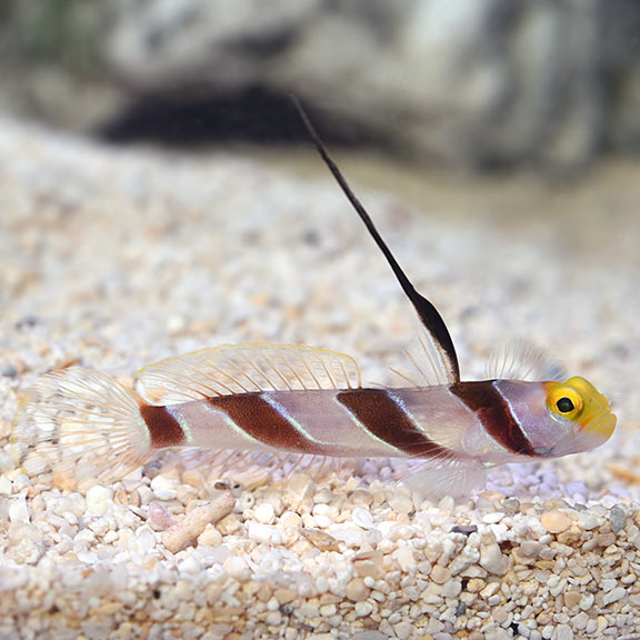 Hi Fin, Red Banded Goby