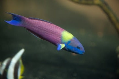 Paddlefin Wrasse : Mexico