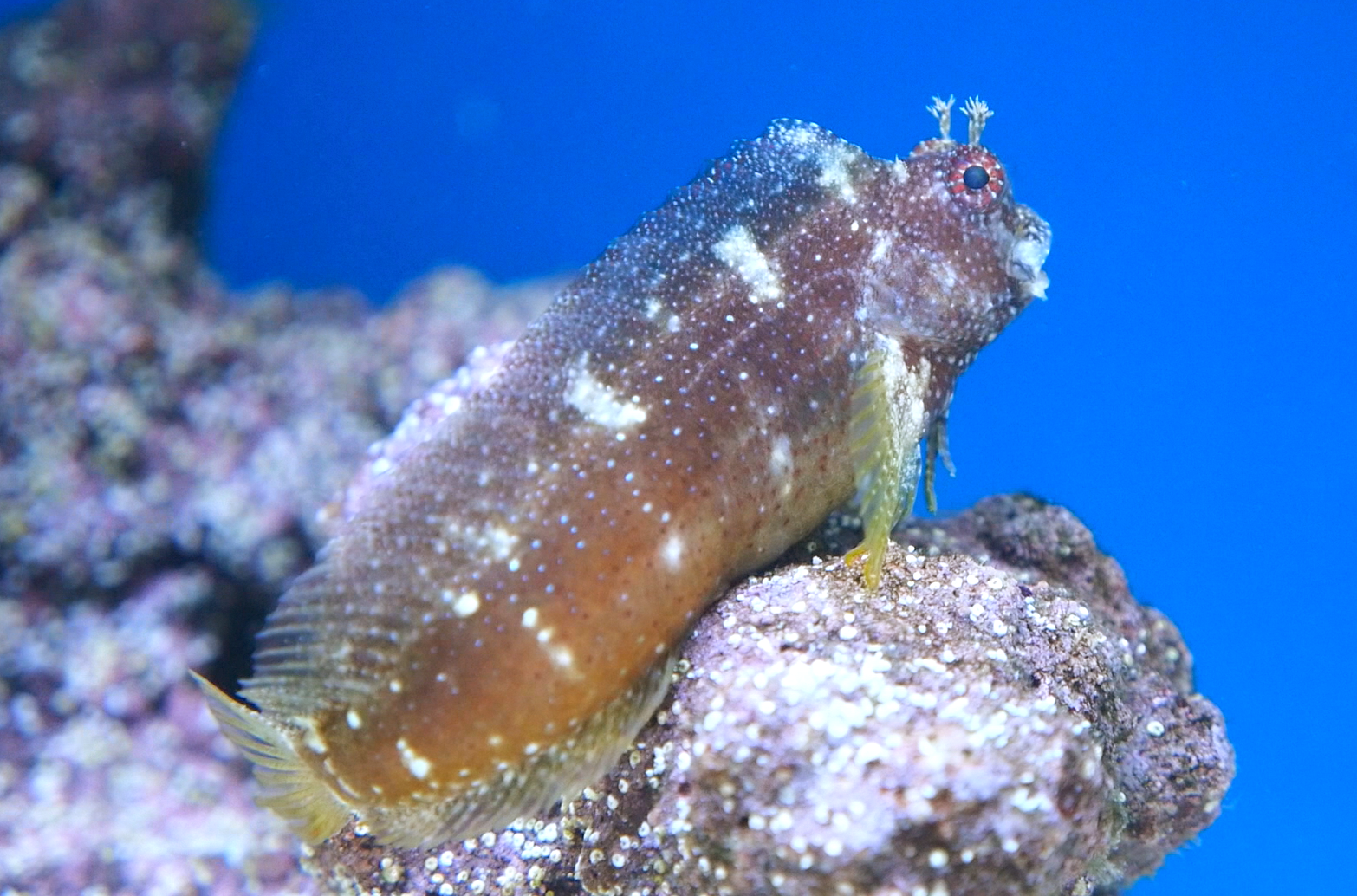Starry Blenny