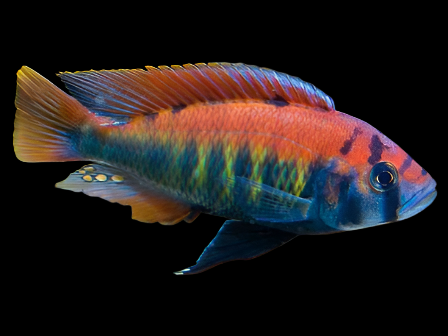 Kyoga Flameback Male