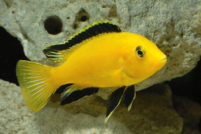 Electric Yellow cichlid