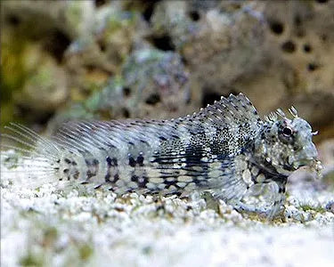 Lawnmower Blenny