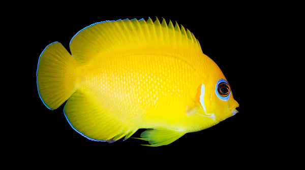 Lemonpeel Angel