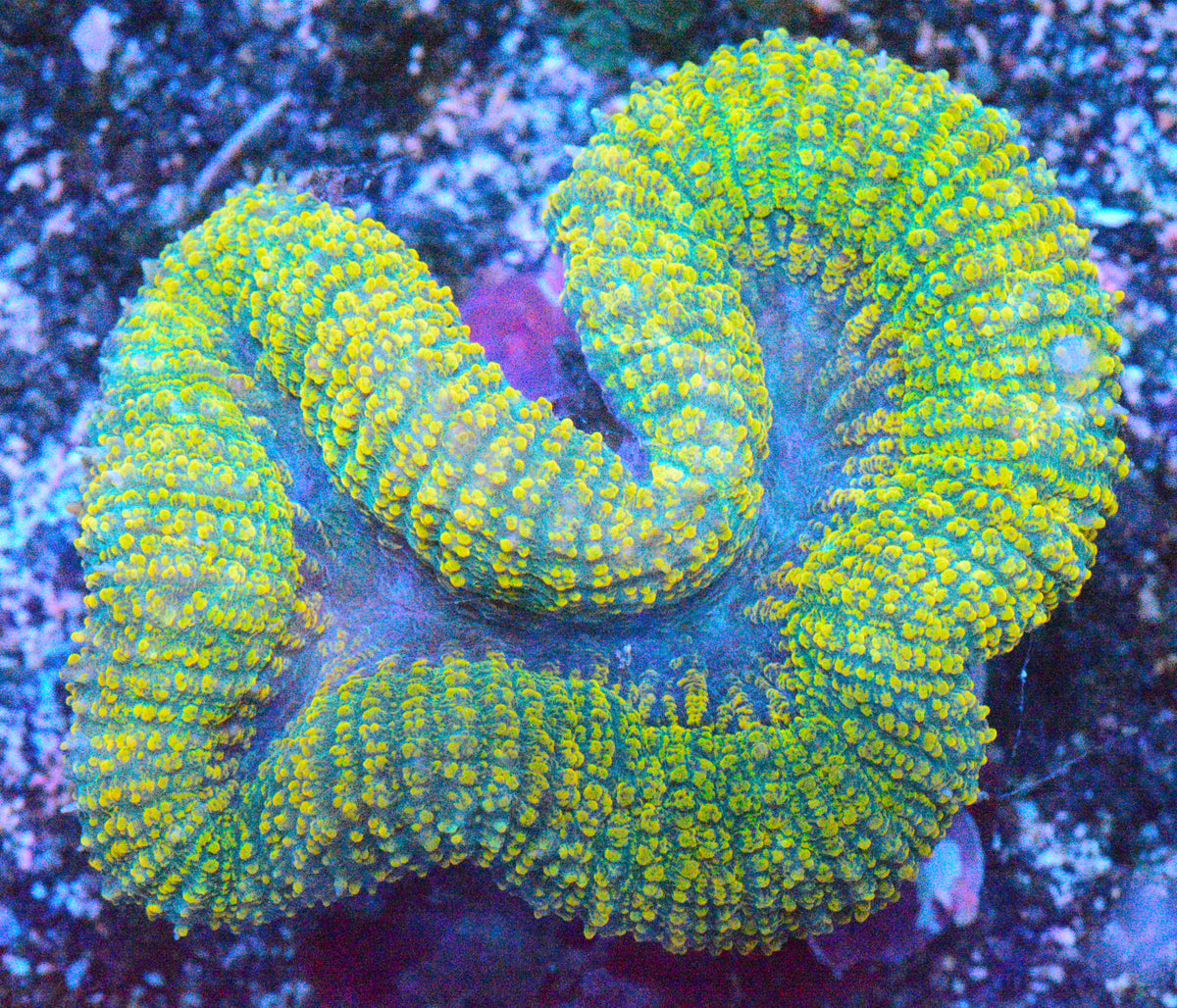 Pot of Gold Lobo - WYSIWYG