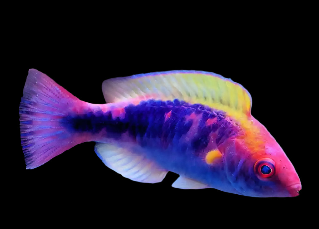 TriColor Lubbocki Wrasse