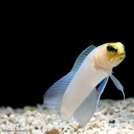 Pearly Jawfish