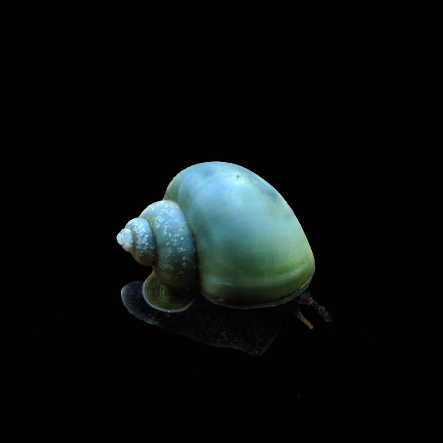 Assorted Mystery Snail