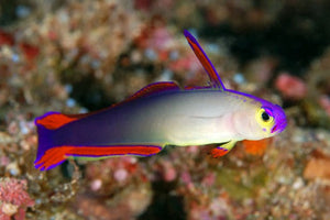 Purple Fire Fish