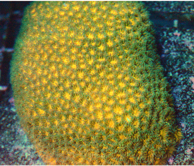Orange & Green Leptastrea - Frag