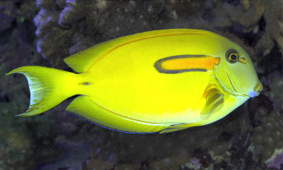 Juvenile phase 