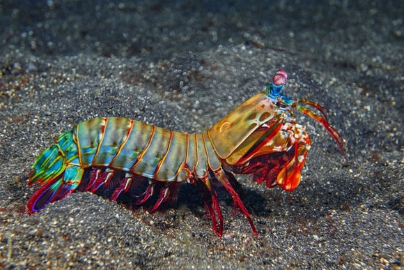 Mantis Shrimp: Peacock