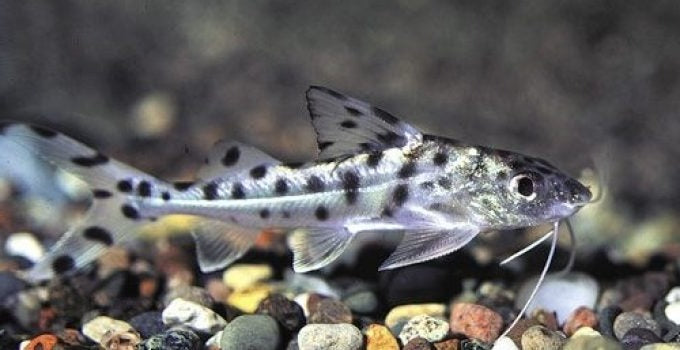 Pictus Catfish
