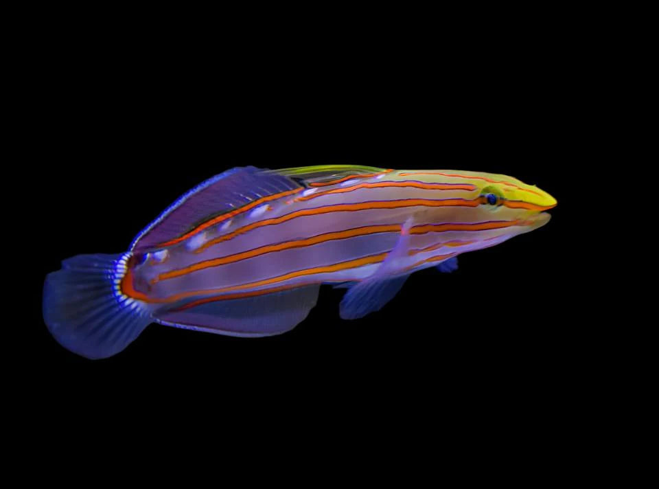 Rainfordi Goby