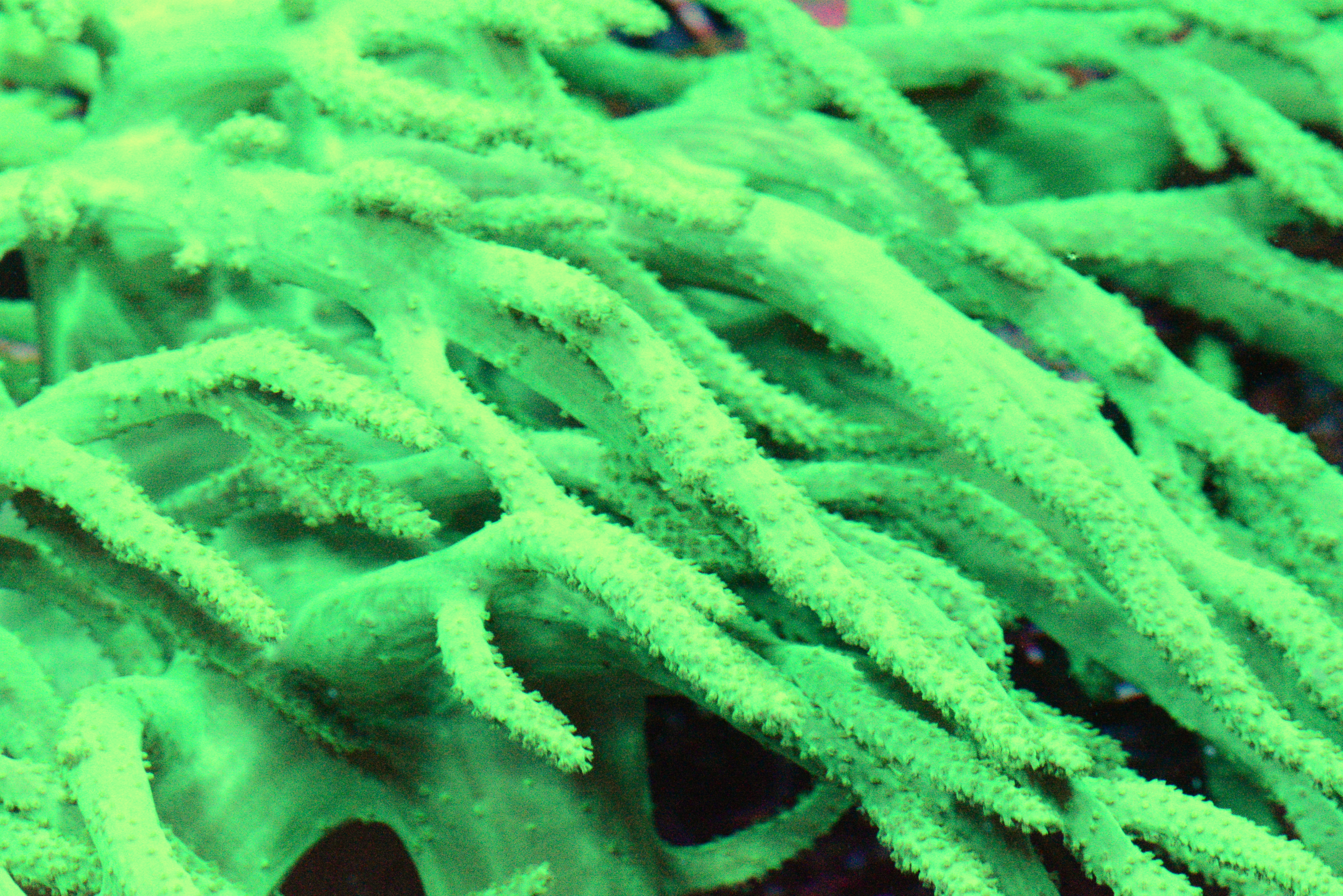 Rasta Sinularia Frag