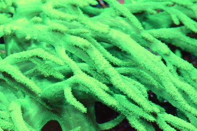 Rasta Sinularia Frag