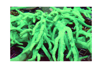Rasta Sinularia Frag