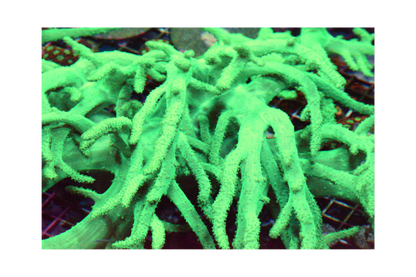 Rasta Sinularia Frag