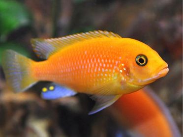 Red Blotch Zebra Cichlid