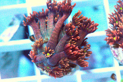 Ultra Red Goniopora Coral - WYSIWYG!