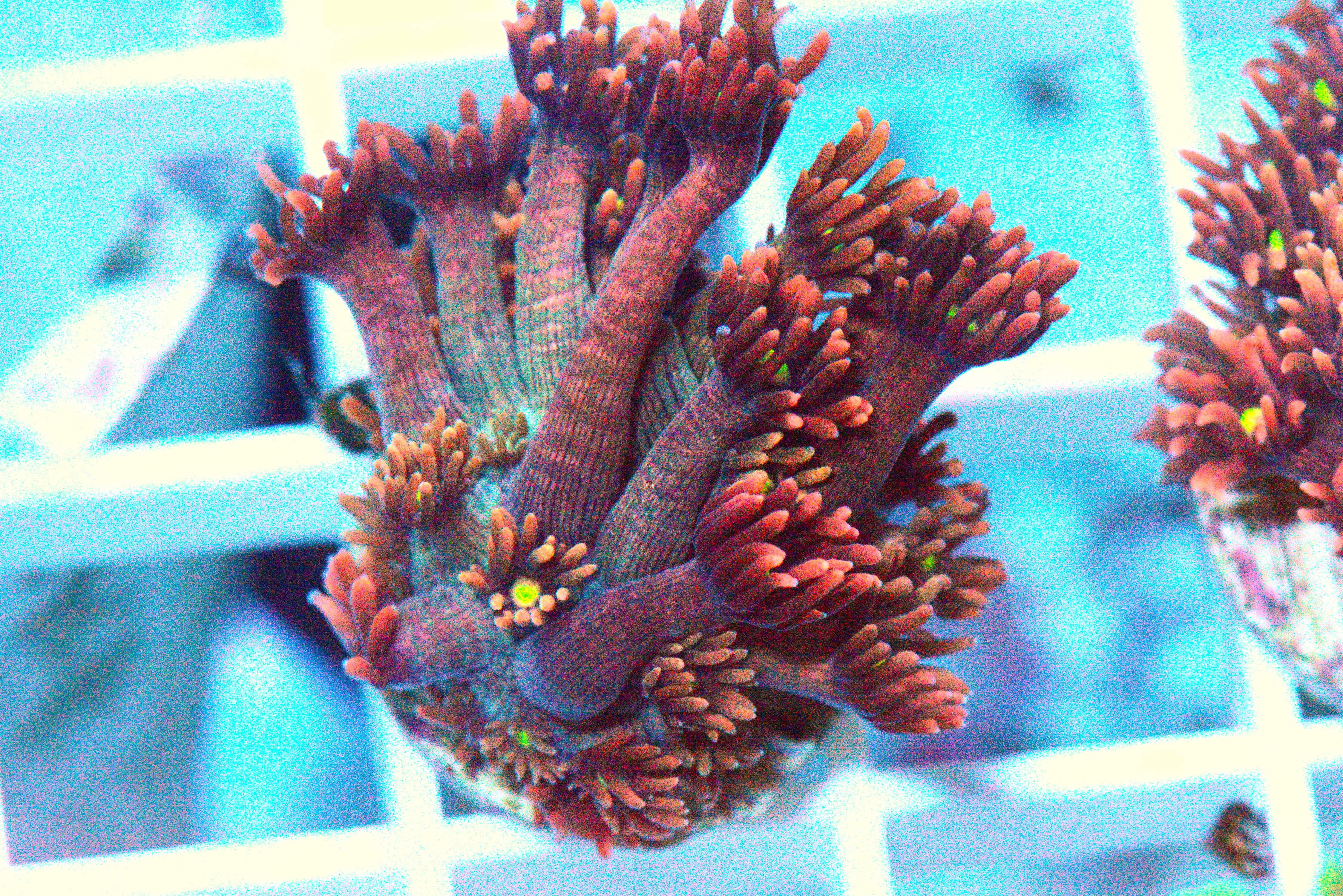 Ultra Red Goniopora Coral - WYSIWYG!