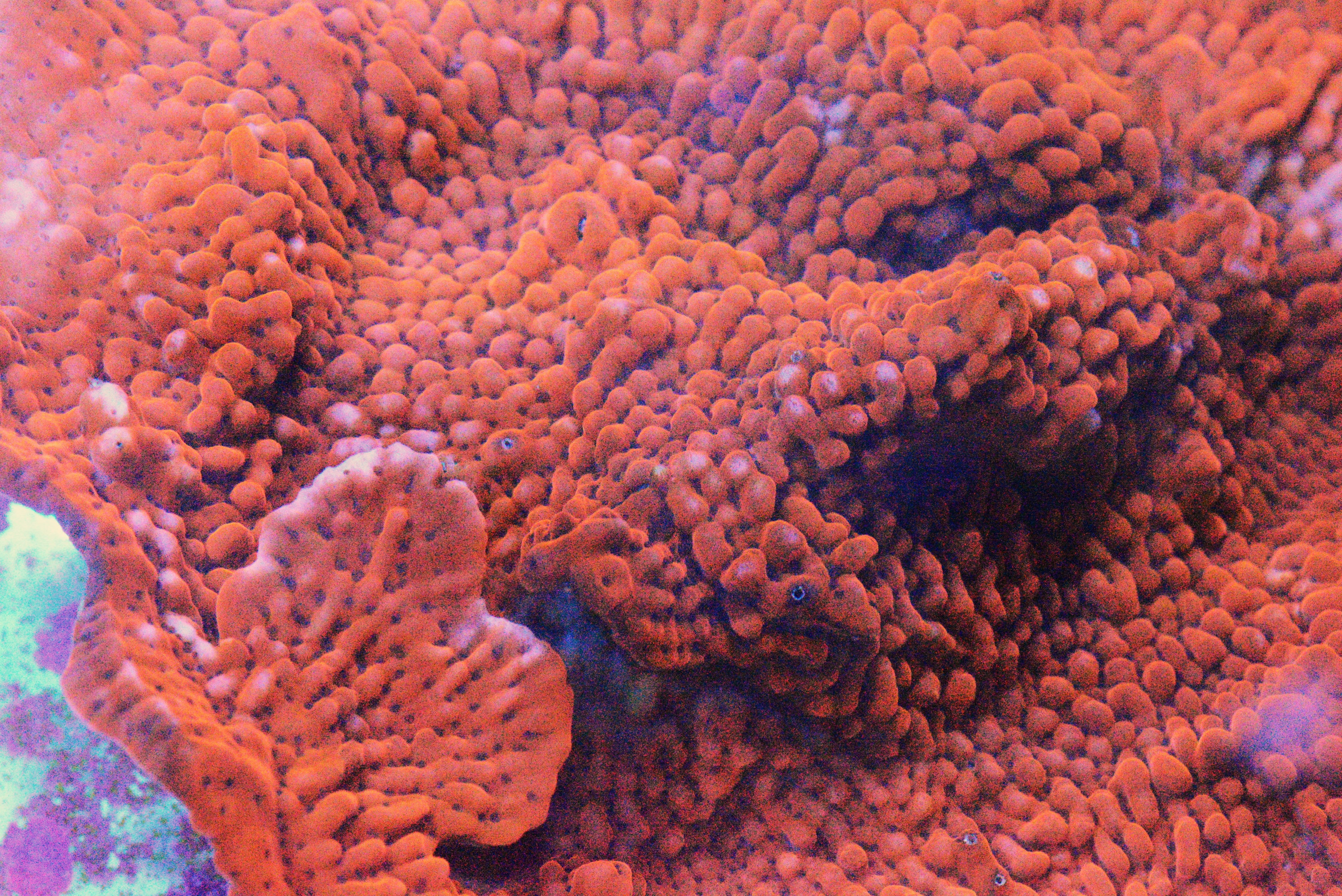 Red Montipora Capricornis - Frag