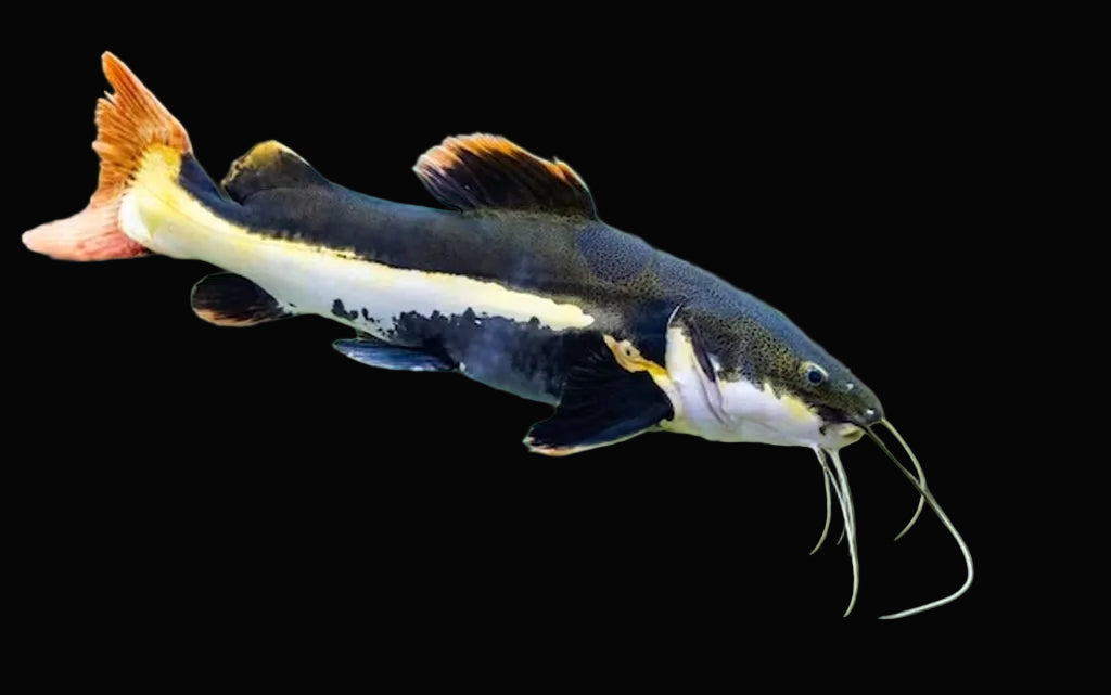 Red Tail CatFish