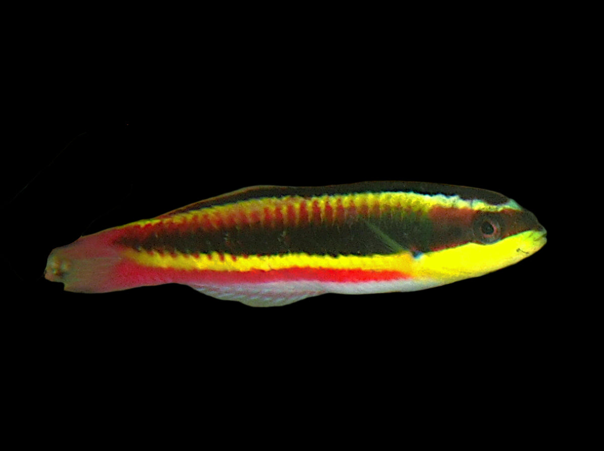 Mexican Rock Wrasse