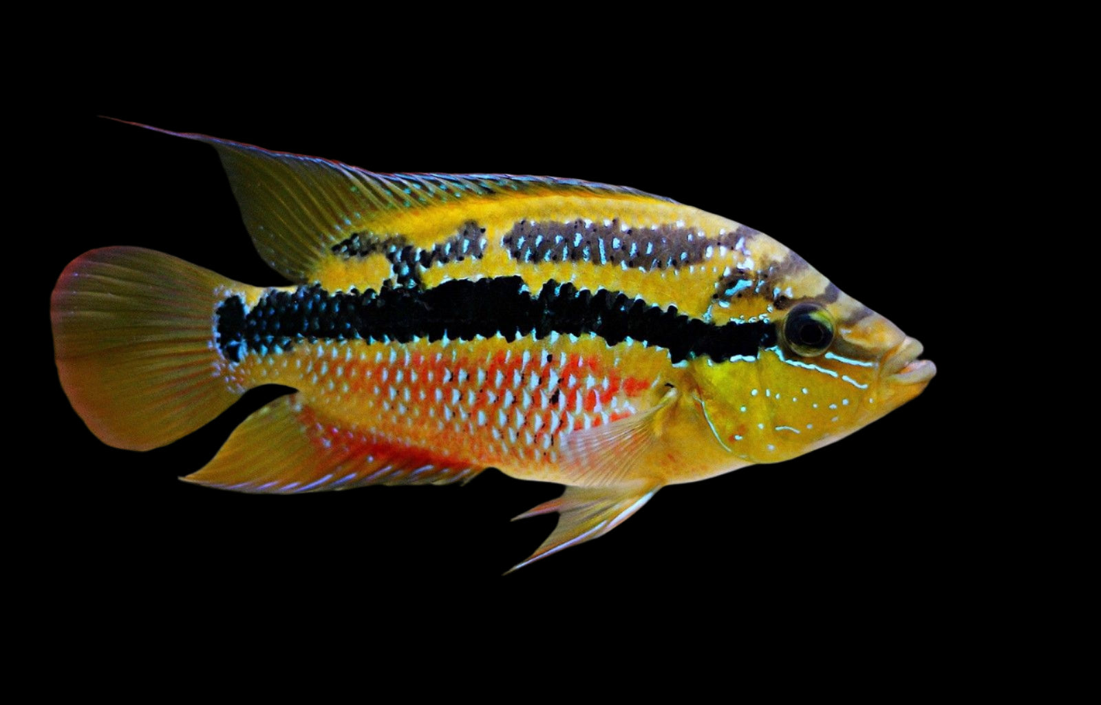 Salvini Cichlid