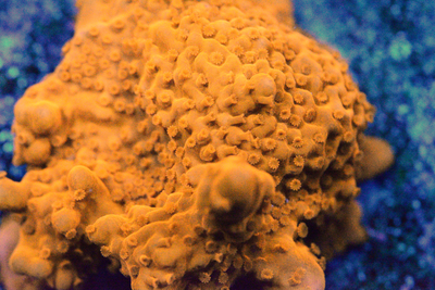 Montipora Setosa - Frag