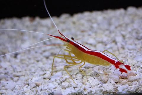 Cleaner Shrimp - Scarlet Skunk