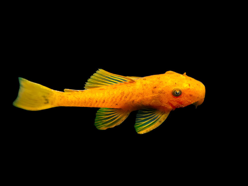 Super Red Bristlenose Pleco