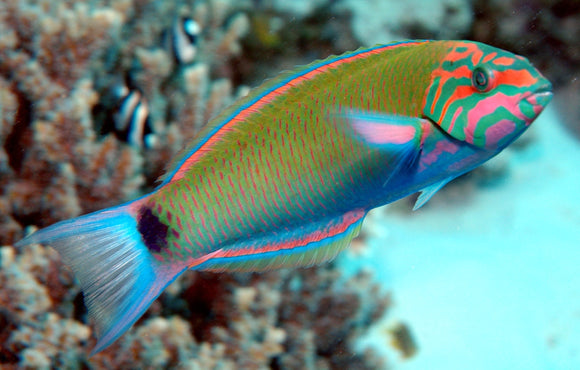 Lunare Wrasse