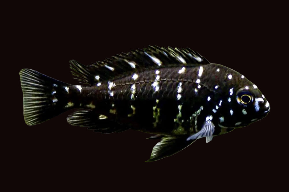 Tropheus Duboisi