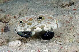 Two spot signal goby