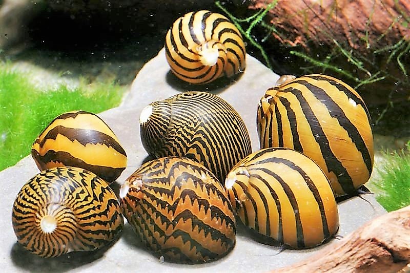 Nerite Freshwater