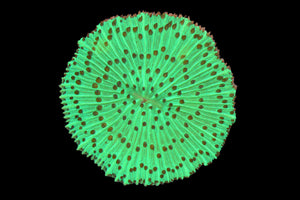 Green Plate Coral - WYSIWYG!