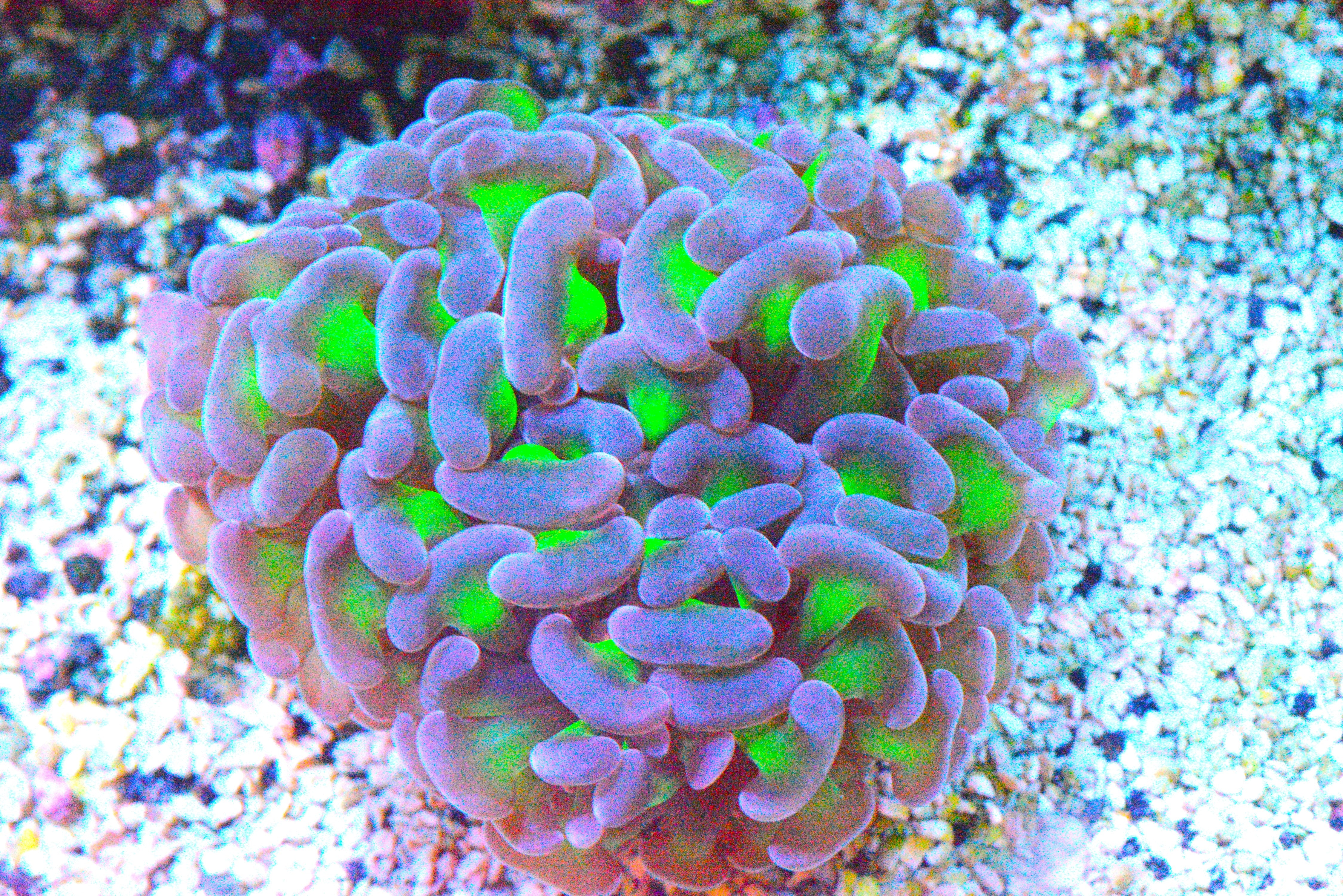 Wall Hammer Coral - WYSIWYG!